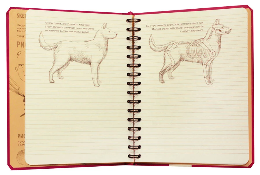 Блокнот-sketchbook.Візуальний експрес-курс рисування. малинова обкладинка.Око — фото 3
