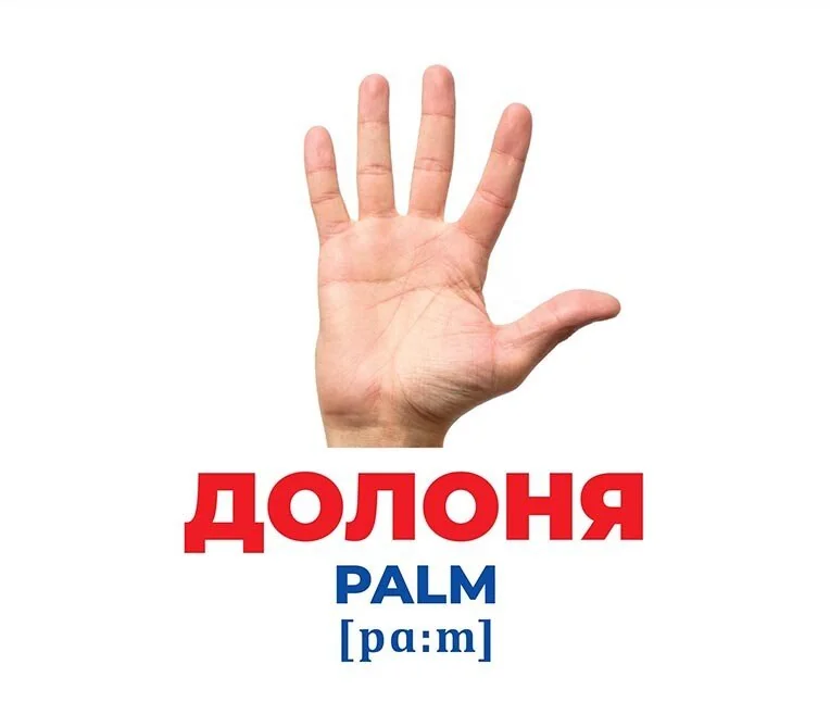 Геній з пелюшок.Будова тіла.Методика Г.Домана. 6 міс.+ Ранок — фото 3