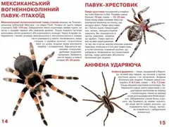 Світ навколо нас. Велика книжка. Павуки — фото 2